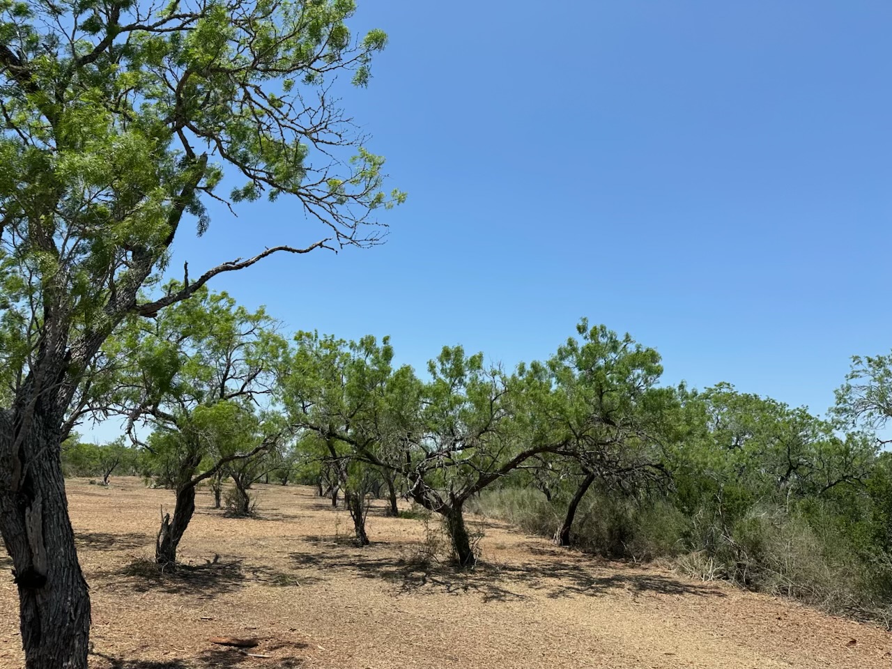 Ground view of the land